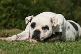 BOULEDOGUE AMERICAIN 284